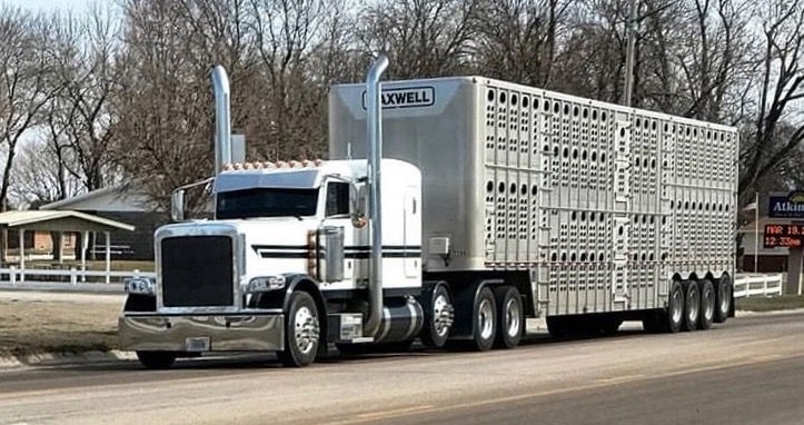 Livestock Trucks